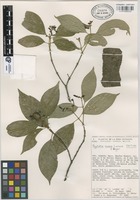 Isotype of Psychotria sousae Lorence & Dwyer [family RUBIACEAE]