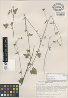 Paratype of Anoda maculata Fryxell [family MALVACEAE]