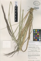 Isotype of Muhlenbergia iridifolia Soderstr. [family GRAMINEAE]