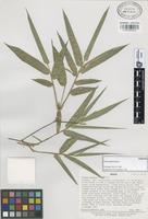 Paratype of Olmeca reflexa Soderstr. [family GRAMINEAE]