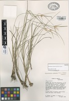 Paratype of Rhynchospora oaxacana Kral & W.W. Thomas [family CYPERACEAE]