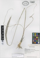 Paratype of Muhlenbergia pilosa P.M. Peterson, Wipff & S.D. Jones [family GRAMINEAE]