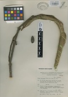 Isotype of Pinus jaliscana Pérez de la Rosa [family PINACEAE]