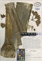 Isotype of Furcraea guerrerensis Matuda [family AMARYLLIDACEAE]