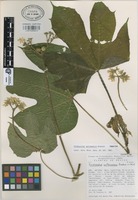 Paratype of Cnidoscolus autlanensis Breckon [family EUPHORBIACEAE]