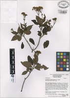 Isotype of Tetrachyron chimalapanum B.L. Turner [family COMPOSITAE]