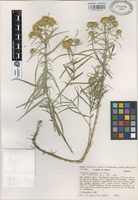 Isotype of Flaveria kochiana B.L. Turner [family COMPOSITAE]