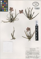 Isotype of Pinguicula moctezumae Zamudio & R.Z. Ortega [family LENTIBULARIACEAE]
