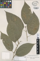 Isotype of Acalypha salicioides Rusby [family EUPHORBIACEAE]