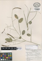Isotype of Coursetia paniculata M. Sousa & Lavin [family LEGUMINOSAE]