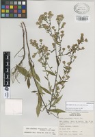 Isoparatype of Aster schaffneri Sch. Bip. ex. S.D. Sundb. & A.G. Jones [family COMPOSITAE]