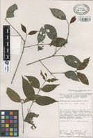 Isotype of Crossopetalum minimiflorum Lundell [family CELASTRACEAE]