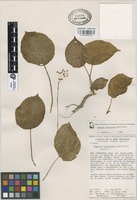 Isotype of Begonia lyniceorum Burt-Utley [family BEGONIACEAE]