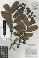 Paratype of Tapirira chimalapana T. Wendt & J.D. Mitch [family ANACARDIACEAE]