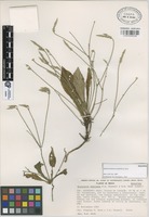 Holotype of Elytraria mexicana Fryxell & S.D. Koch [family ACANTHACEAE]