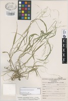 Isotype of Trisetum curvisetum Morden & Valdés-Reyna [family GRAMINEAE]