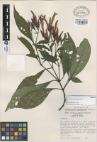 Paratype of Lophostachys uxpanapensis Acosta [family ACANTHACEAE]