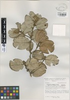 Paratype of Parinari alvimii Prance [family CHRYSOBALANACEAE]