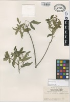 Paratype of Helietta lottiae F.Chiang [family RUTACEAE]