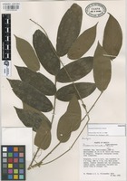 Paratype of Picramnia hirsuta W.W. Thomas [family SIMAROUBACEAE]