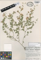 Paratype of Sphaeralcea reflexa Fryxell, Valdés-Reyna & Villareal [family MALVACEAE]