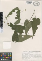 Isotype of Dirhamphis mexicana Fryxell [family MALVACEAE]