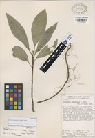 Paratype of Dorstenia uxpanapana C.C. Berg & T. Wendt [family MORACEAE]