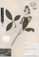 Isotype of Icacorea lajana Lundell [family MYRSINACEAE]