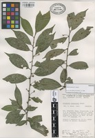 Paratype of Colubrina johnstonii T. Wendt [family RHAMNACEAE]