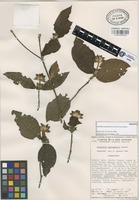 Paratype of Rondeletia uxpanapensis Lorence & Cast.-Campos [family RUBIACEAE]