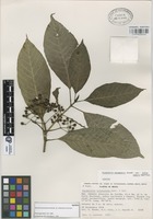 Isotype of Psychotria panamensis Standl. var. ixtlanensis C.W. Ham. [family RUBIACEAE]