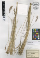 Isotype of Danthonia filifolia F.T. Hubb. [family GRAMINEAE]