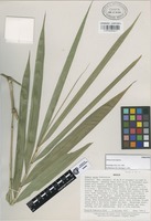 Paratype of Olmeca recta Soderstr. [family GRAMINEAE]