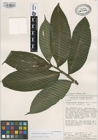 Isoparatype of Dichorisandra amabilis J.R. Grant [family COMMELINACEAE]
