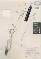 Isotype of Agrostis calderoniae Acosta [family GRAMINEAE]