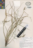 Isotype of Carex fructus Reznicek [family CYPERACEAE]