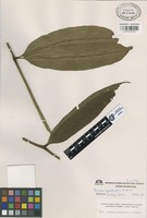 Isotype of Danaea grandifolia Underw. [family MARATTIACEAE]