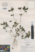 Paratype of Acalypha lagopus McVaugh [family EUPHORBIACEAE]