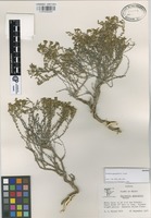Isotype of Strotheria gypsophila B.L. Turner [family COMPOSITAE]