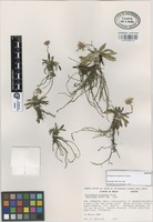 Isotype of Oritrophium orizabense G.L. Nesom [family COMPOSITAE]