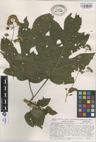 Isotype of Eupatoriastrum chlorostylum B.L. Turner [family COMPOSITAE]