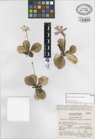 Isotype of Pinguicula hemiepiphytica Zamudio & Rzed. [family LENTIBULARIACEAE]
