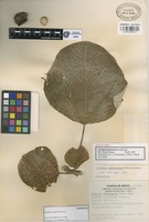 Isoparatype of Jatropha chamelensis Pérez-Jim. [family EUPHORBIACEAE]