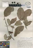 Paratype of Bunchosia caroli W.R. Anderson [family MALPIGHIACEAE]