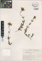 Isotype of Arnicastrum guerrerense Villaseñor [family COMPOSITAE]