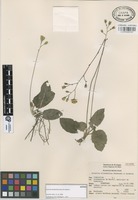 Isotype of Acourtia elizabethiae Rzed. & Calderón [family COMPOSITAE]