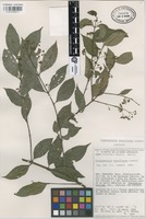 Isotype of Crossopetalum densiflorum Lundell [family CELASTRACEAE]