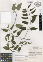 Paratype of Matelea ocellata W.D. Stevens [family ASCLEPIADACEAE]