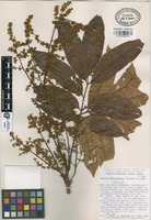 Paratype of Tapirira chimalapana T. Wendt & J.D. Mitch [family ANACARDIACEAE]