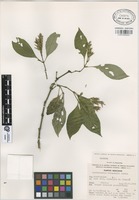 Isotype of Lophostachys chiapensis Acosta [family ACANTHACEAE]